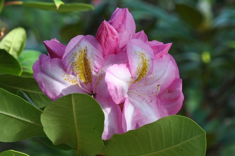Рододендрон фото цветка