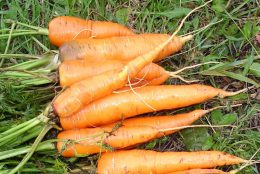 Когда сажать морковь в зиму