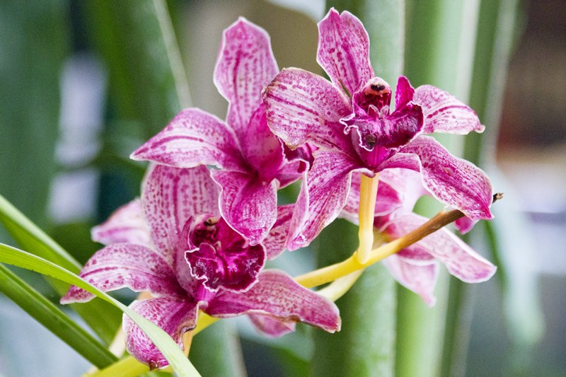 Орхидея фото