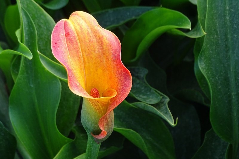 Калла фото цветка