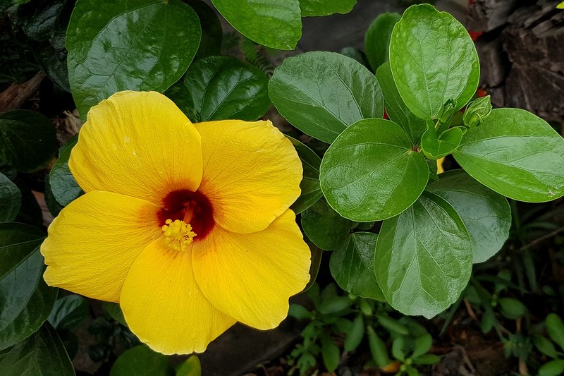 Гибискус фото цветка
