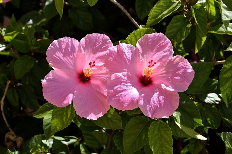 Гибискус фото цветка