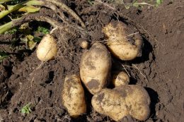 Сколько нужно золы для удобрения картошки?