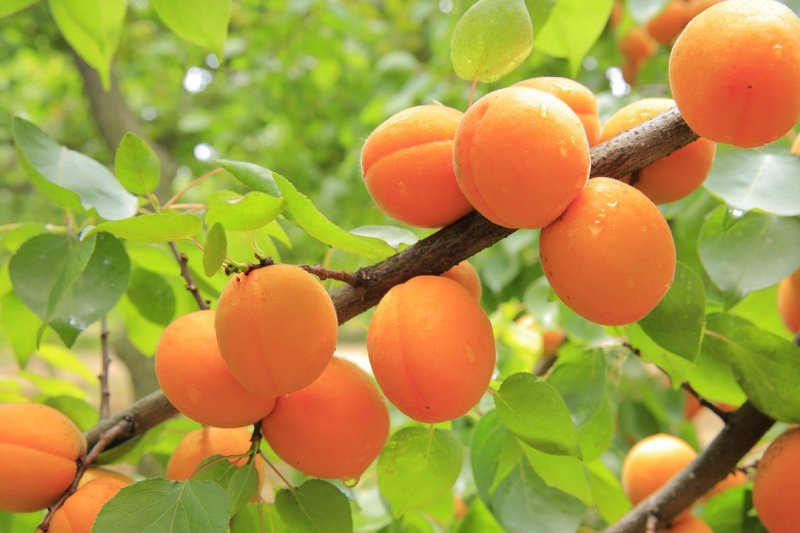 Почему абрикос не плодоносит? Как правильно ухаживать за абрикосом
