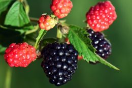 Ежевика: описание, сорта и полезные свойства ягод и листьев