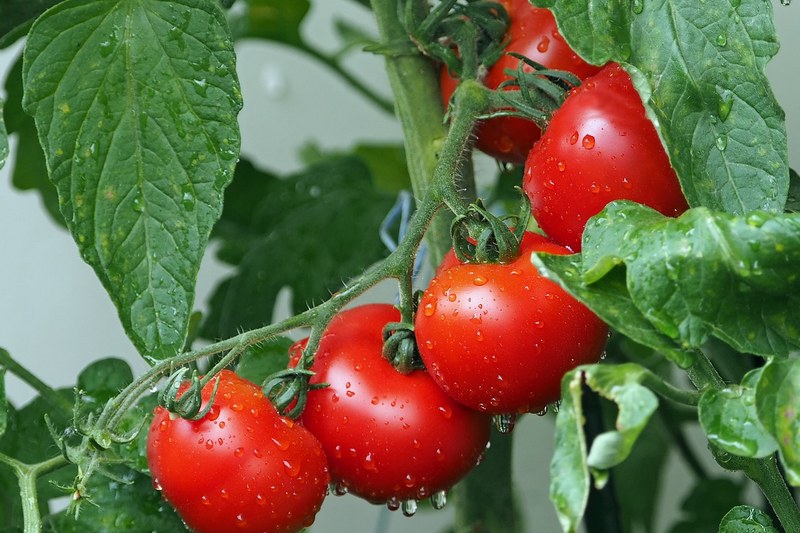 Выращивание помидоров: 10 советов от опытных дачников
