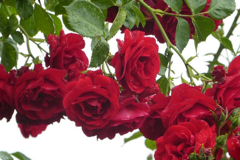 Сорта плетистых роз: виды и классификации