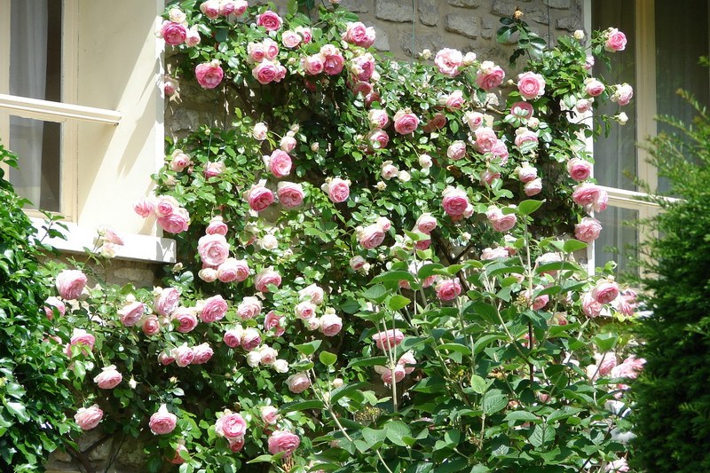 Размножение плетистых роз черенкованием, отводками и прививкой