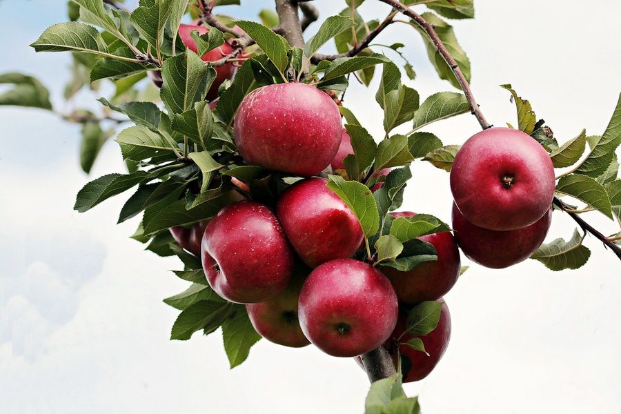 Как посадить яблоню правильно: 7 советов от садовода - профессионала