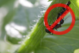 Как избавиться от муравьев в огороде и на участке
